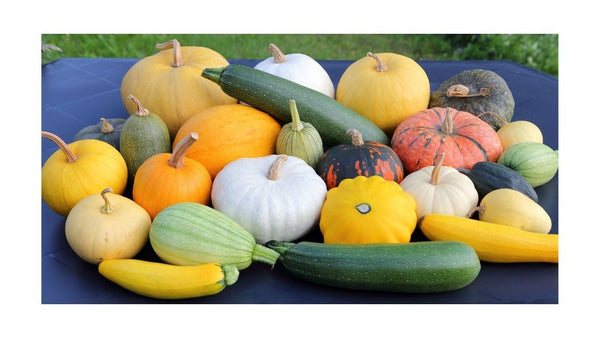 Health benefits of pumpkins, squash and zucchini